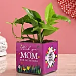 Money Plant In Thank You Mom Square Glass Vase
