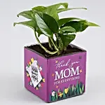 Money Plant In Thank You Mom Square Glass Vase