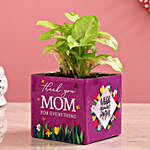 Syngonium Plant In Thank You Mom Square Glass Vase