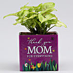 Syngonium Plant In Thank You Mom Square Glass Vase