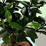 Ficus Ginseng Bonsai Jade Plant Combo