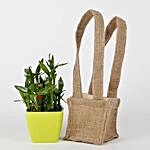 Carry Lucky Bamboo Plant Around