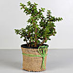 Jute Wrapped Classic Jade Plant