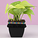 Neon Money Plant in Black Square Pot with Boho Lace