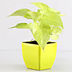 Foliage & Air Purifying Plant Set