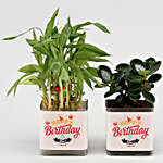 Lucky Bamboo & Ficus Compacta Happy Birthday Greetings  Set