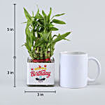 Lucky Bamboo & Ficus Compacta Happy Birthday Greetings  Set