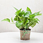 Money Plant in Jute Wrapped Pot