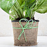 Money Plant in Jute Wrapped Pot