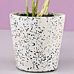 Golden Money Plant In White Ceramic Pot