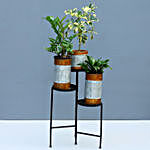 Refreshing Plants Trio With Metal Stand