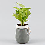 Money Plant Grey & White Home Sweet Home Pot