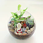Jade N Syngonium Plant Potpouri Bowl Terrarium