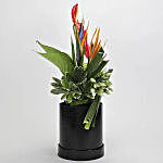 Flowers & Plants Black FNP Box