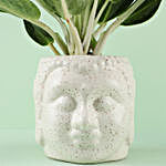 Aglaonema Osaka Plant in Buddha Pot For Birthday