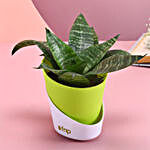 Greeny Sansevieria Snake Plant With Self Watering Pot