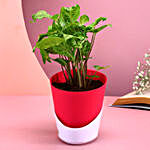 Chic Conical Planters