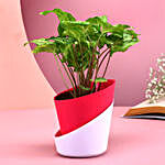 Chic Conical Planters