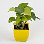 money plant live indoor yellow plastic pot