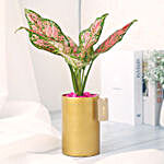 Pink Aglaonema in Golden Vase
