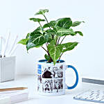 Personalised Syngonium Gift for Super Dads