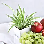 Spider Plant and Fresh Fruits Symphony