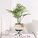 Best Wishes with Chamaedorea Plant