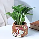 Foliage Money Plant in a White Pot