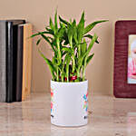 2-Layers Bamboo Plant in a White Ceramic Pot