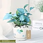 Money Plant in Elegant White Pot