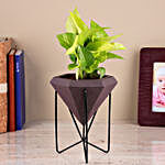 Green Money Plant In Conical Pot