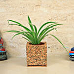 Spider Plant In Earthy Cork Pot