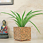 Spider Plant In Earthy Cork Pot