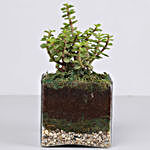 Jade Plant 4" Glass Terrarium