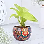 Money Plant In Colourfull Rajwada Printed Pot