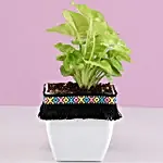 Syngonium Plant in White Square Pot with Boho Lace