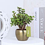Jade Plant With Gold Tone Metal Pots