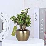 Jade Plant With Gold Tone Metal Pots