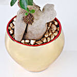 Golden Serenity with Ficus Bonsai