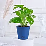 Green Money Plant in Imported Plastic Pot