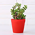 Jade Plant in Red Pot