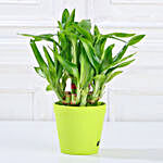 Set of Foliage & Bamboo Plants In White Pot