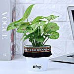 Syngonium Plant in Green Square Pot with Boho Lace