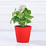 Syngonium Plant In Red Pot