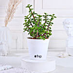 Beautiful Jade Plant in White Plastic Pot