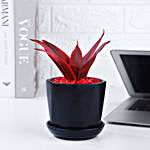 Love Inspired Sansveria Plant In Black Cup Pot