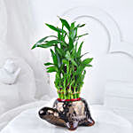 Lucky Bamboo In Tortoise Design Pot