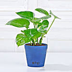 Golden Money Plant WIth Blue Pot