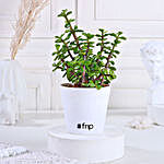 Jade Plant with White Pot Gift
