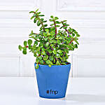Lively Jade Plant With Plastic Pot